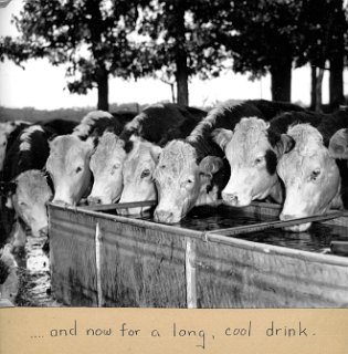 4 Cattle cool drink